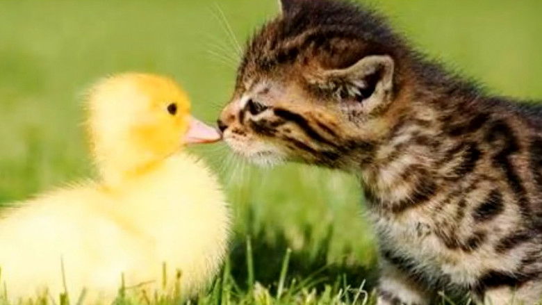 кадр из фильма Chimiboga: Chimicompilado 2020