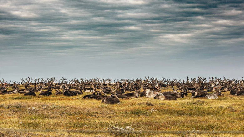 кадр из фильма Gaz russe, la dernière route des Nenets