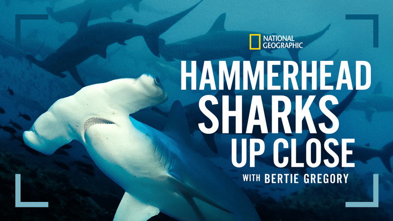 кадр из фильма Hammerhead Sharks Up Close with Bertie Gregory