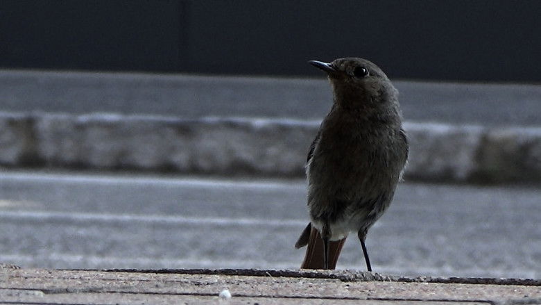 кадр из фильма Parking Review