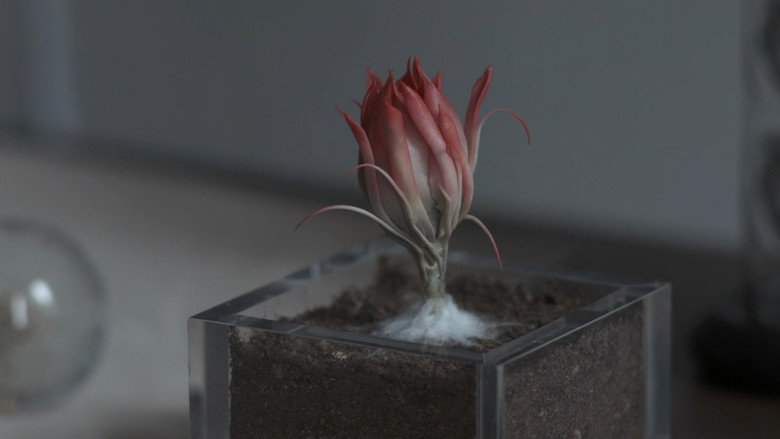 кадр из фильма シャニダールの花