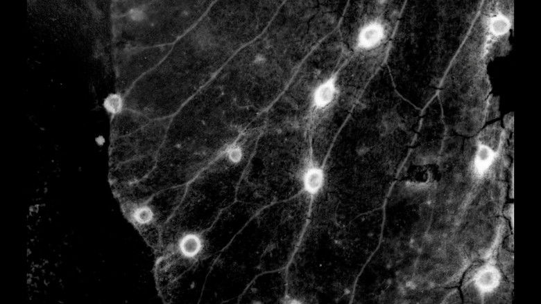 кадр из фильма 창경