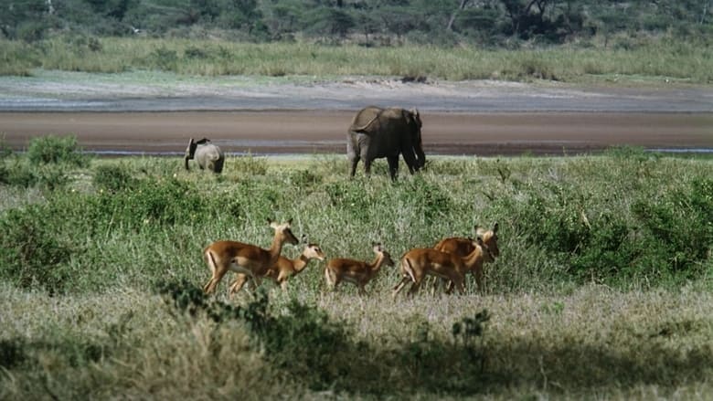 кадр из фильма African Bambi