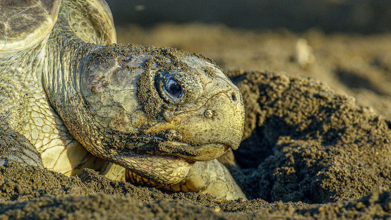 кадр из фильма Охота ягуара на побережье