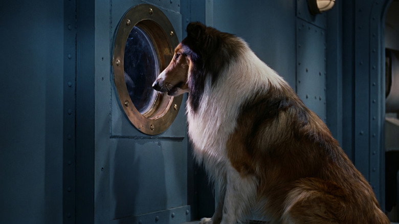 кадр из фильма Lassie, the Voyager