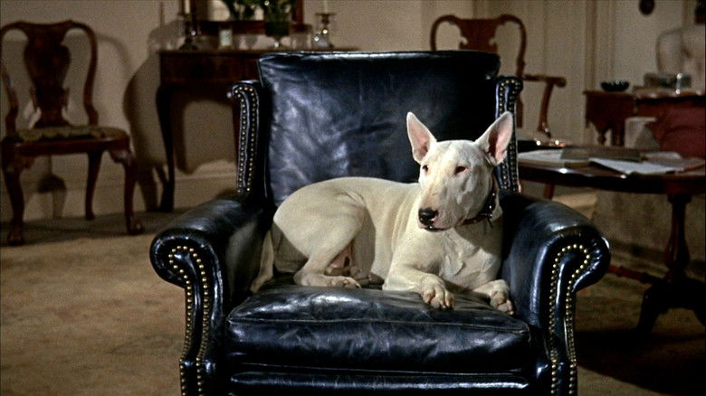 кадр из фильма Невероятное путешествие