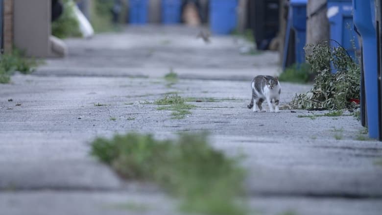 кадр из фильма Cat City