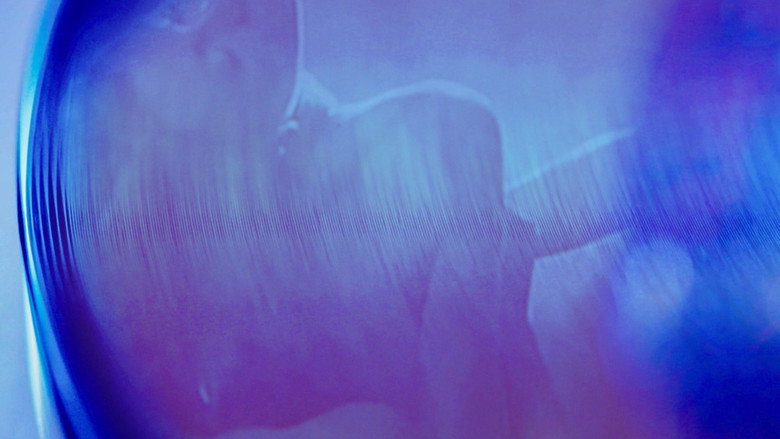 кадр из фильма Disco Sex Machine : La naissance du porn chic