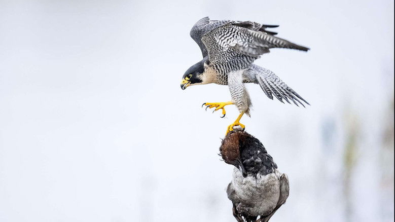 кадр из фильма Das Alpenrheintal – Wo sich die Natur neu erfindet