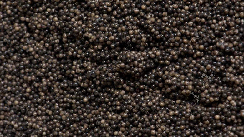 кадр из фильма Billion Dollar Fish