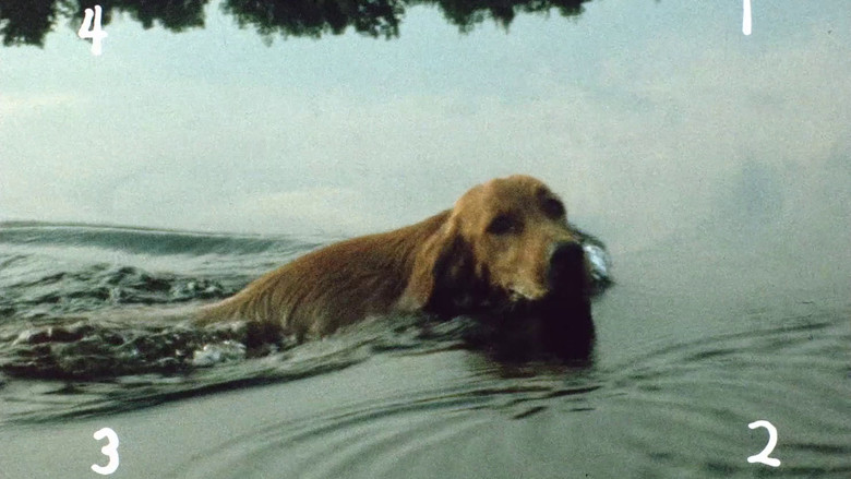 кадр из фильма Everything Everywhere Again Alive