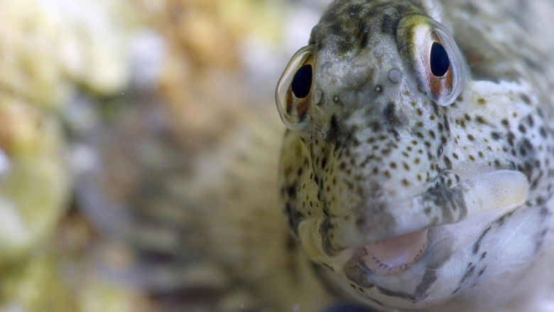 кадр из фильма Le grand cirque des marées