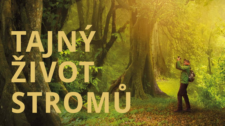кадр из фильма Das geheime Leben der Bäume