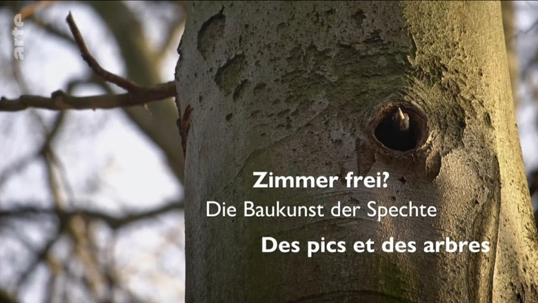 кадр из фильма Zimmer Frei? Die Baukunst der Spechte