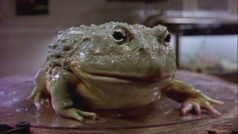 кадр из фильма Frog