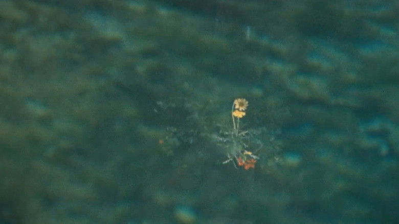 кадр из фильма Bouquets 1-10