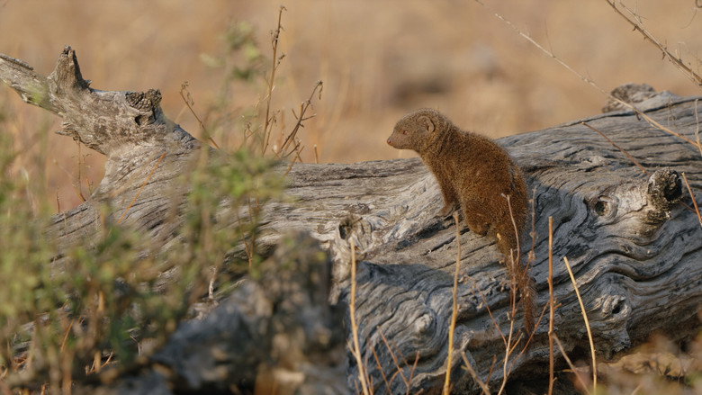 кадр из фильма Elephant in the Room