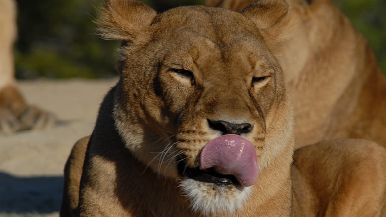 кадр из фильма Lioness in Exile