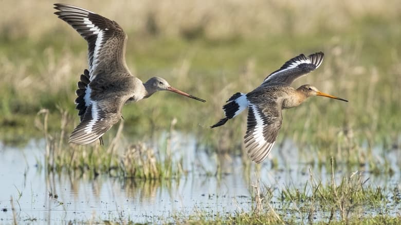 кадр из фильма Grutto! De reis van onze nationale vogel