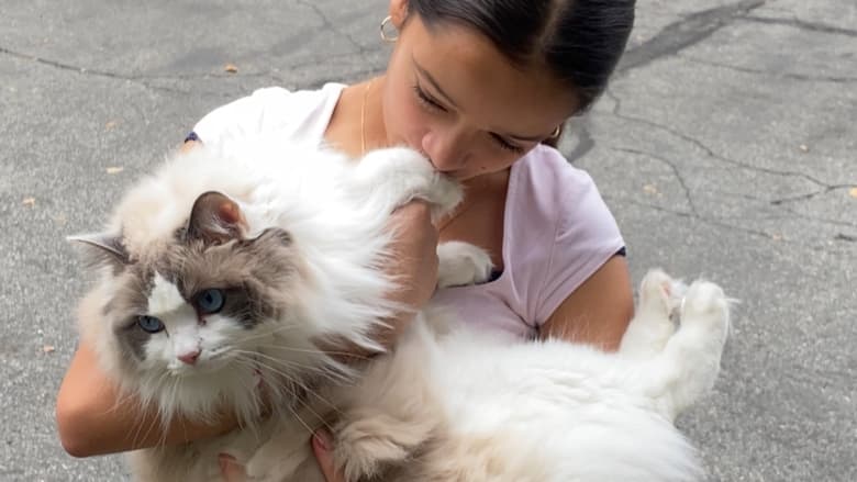 кадр из фильма Where Is The Cat's Tail?