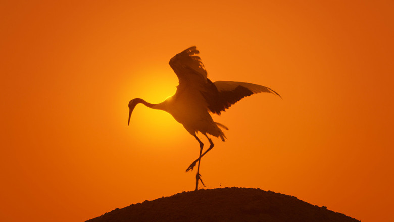 кадр из фильма Земля: Один потрясающий день