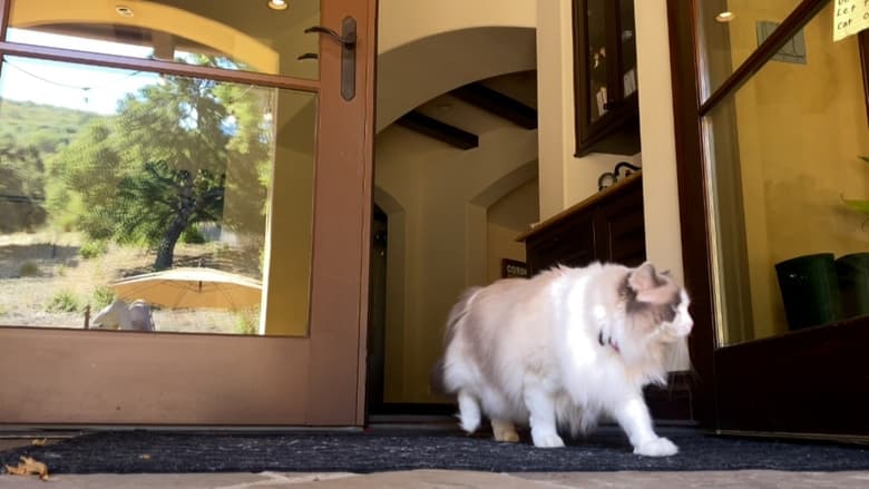 кадр из фильма Where Is The Cat's Tail?