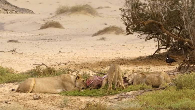 кадр из фильма Die Wüstenlöwen der Namib - Aufbruch und Wiederkehr