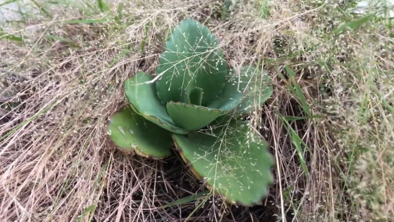 кадр из фильма lixo sentimental