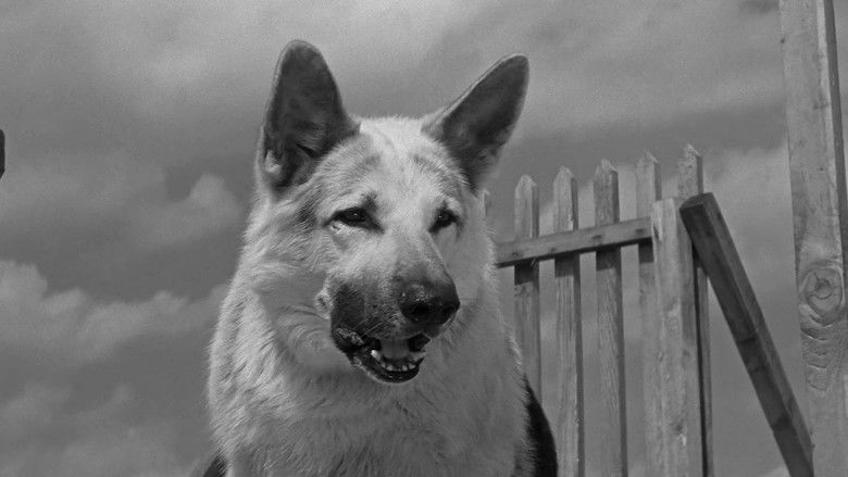 кадр из фильма Ко мне, Мухтар!