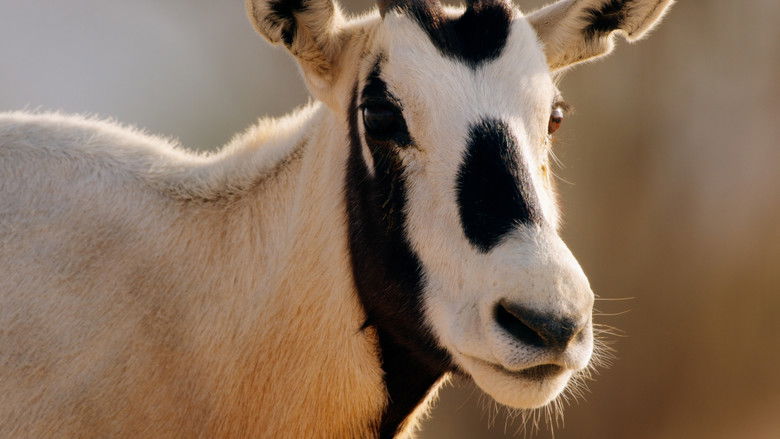 кадр из фильма هورايزن