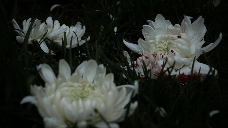 кадр из фильма Pétalos de leche