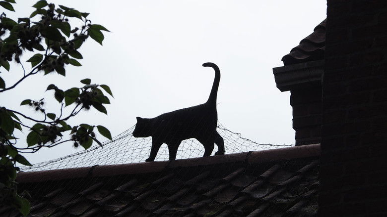 кадр из фильма Inne the walles of Yorke