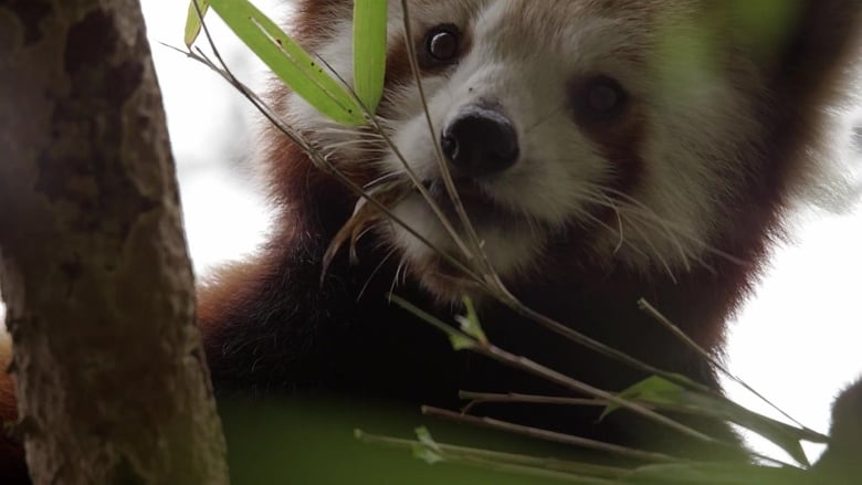 кадр из фильма Red Panda: World's Cutest Animal