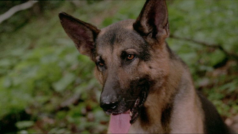 кадр из фильма Белый Клык