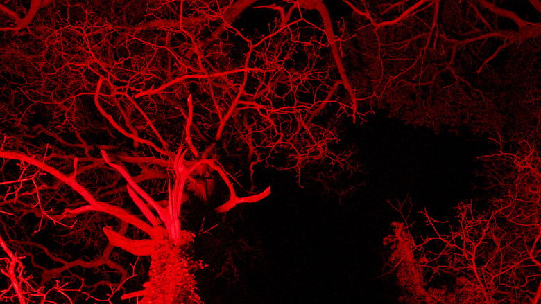 кадр из фильма HEX