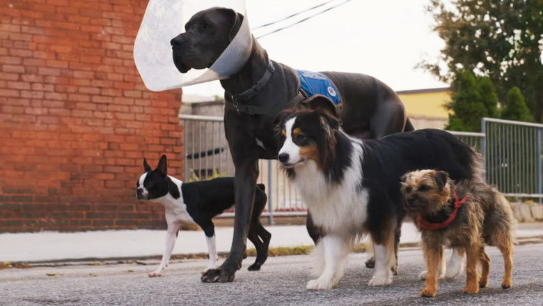 кадр из фильма Отвязные дворняги