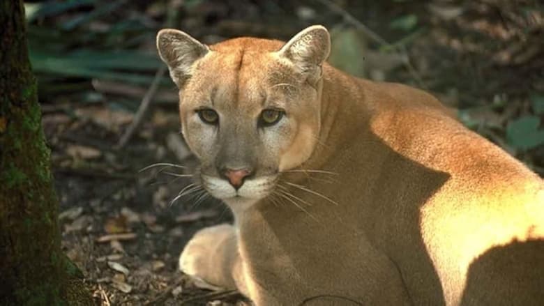 кадр из фильма Shokee, the Everglades Panther