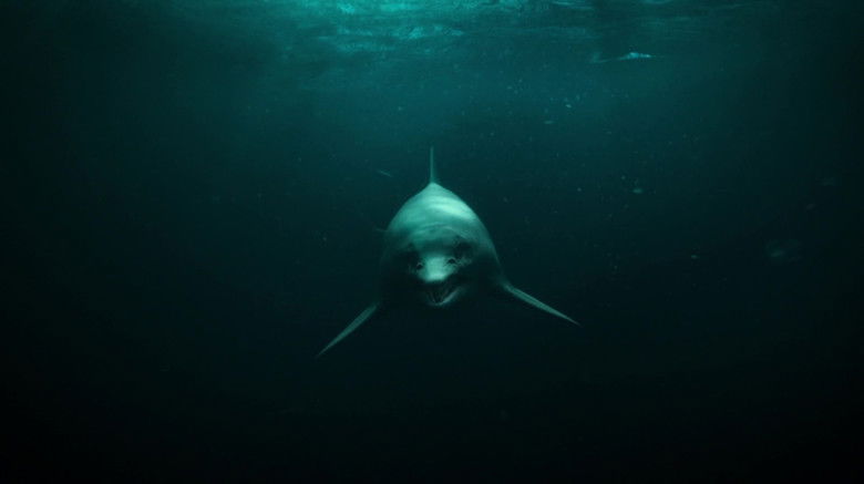 кадр из фильма Attenborough and the Sea Dragon