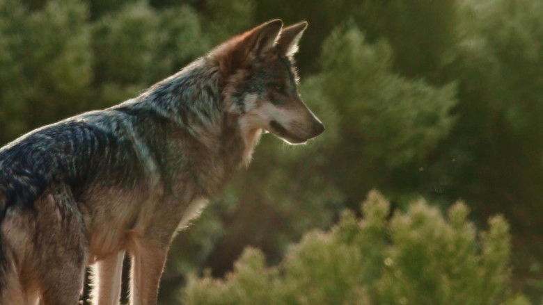кадр из фильма Lobo Mexicano
