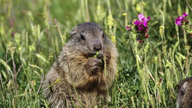 кадр из фильма Marmottes la Guerre des Clans
