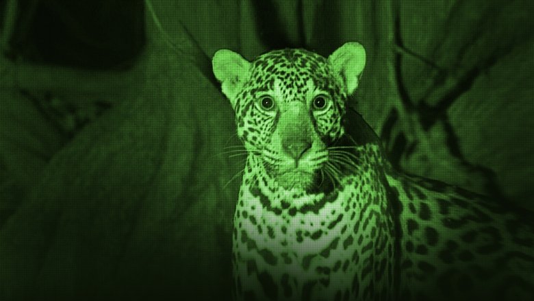 кадр из фильма Охота ягуара на побережье