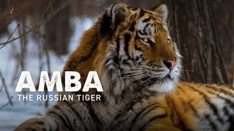 кадр из фильма Amba: The Russian Tiger