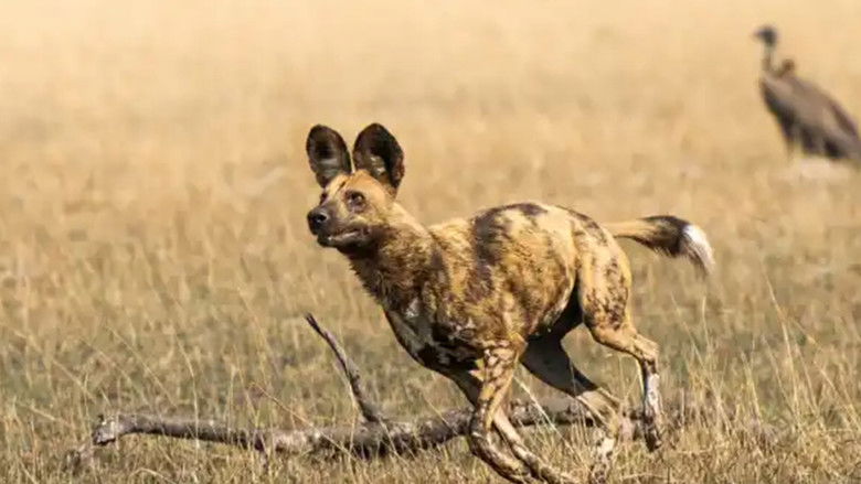 кадр из фильма African Adventure: Safari in the Okavango