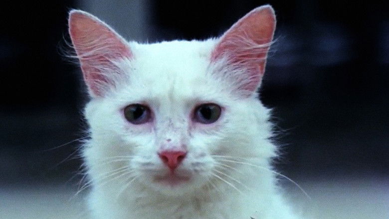 кадр из фильма Os Sete Gatinhos