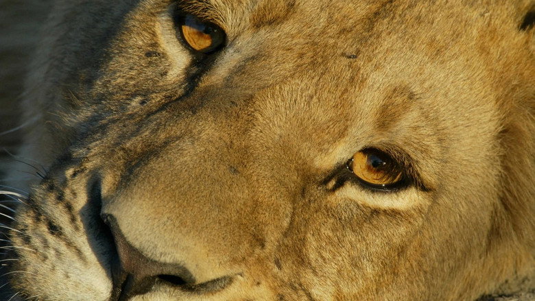 кадр из фильма Big Cat Odyssey