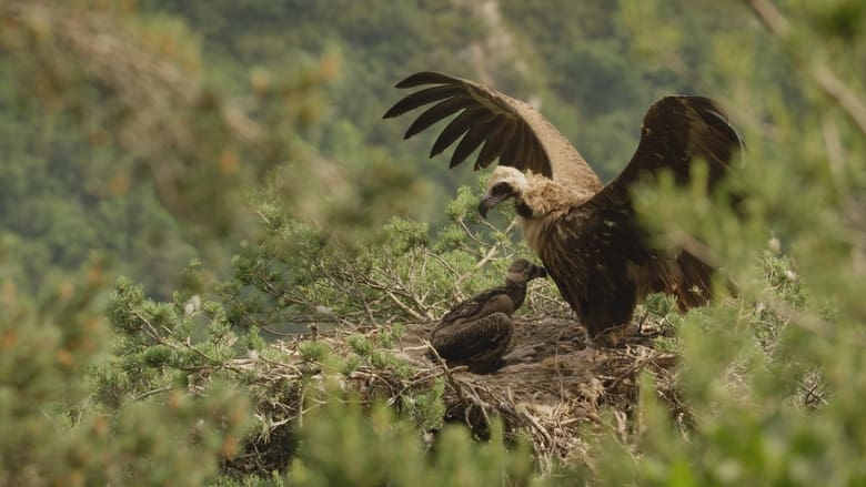 кадр из фильма Le Temps des vautours