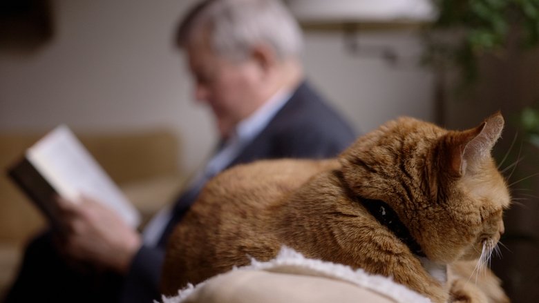 кадр из фильма Cat Stories