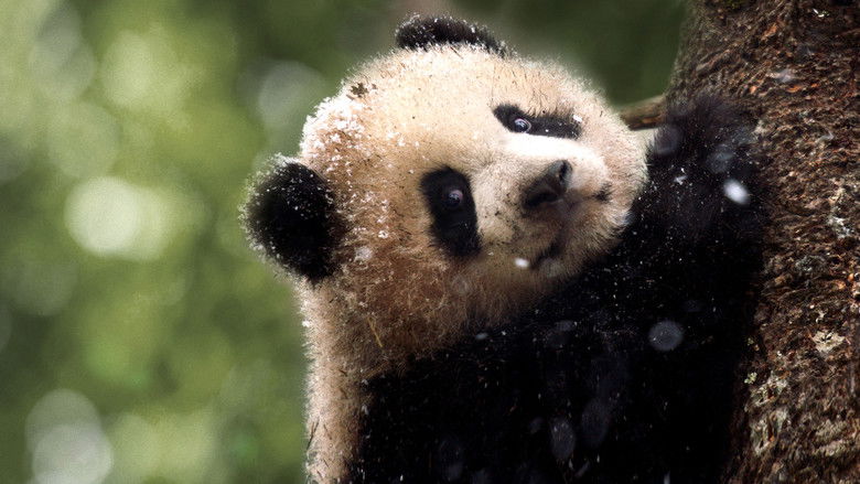 кадр из фильма Panda Goes Wild
