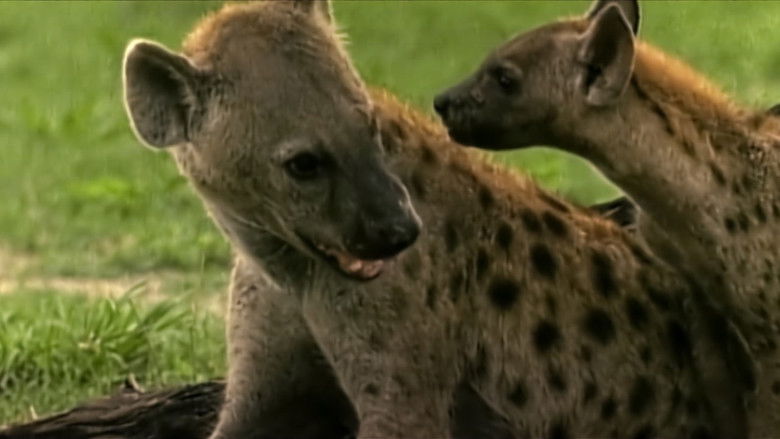 кадр из фильма Eternal Enemies: Lions and Hyenas