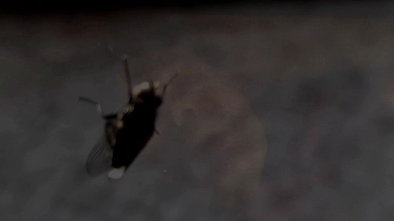 кадр из фильма A Goiva